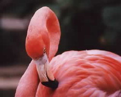 Largest pink flamingo protected site in Cuba